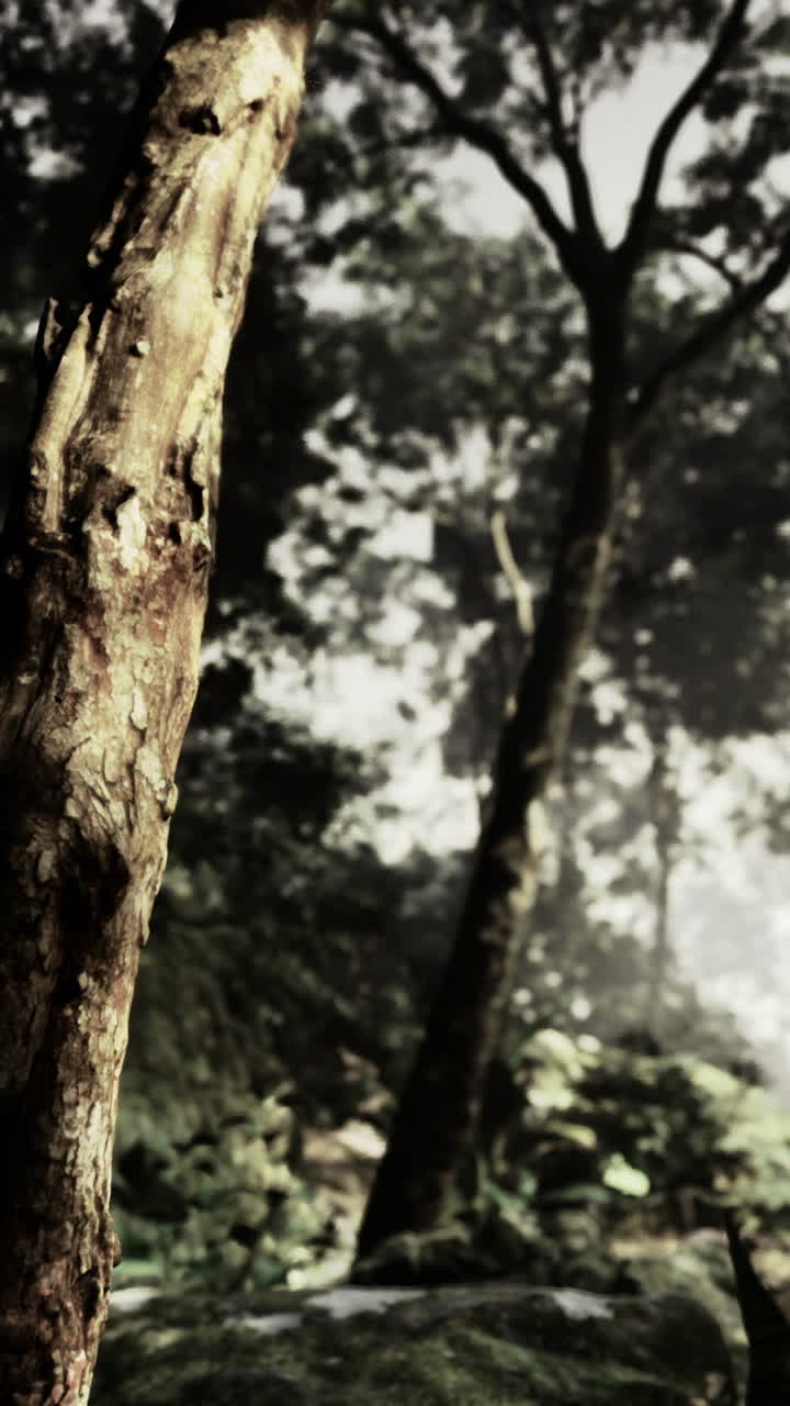 Exploring a mystical forest under soft morning light in enchanting surroundings