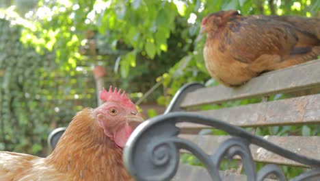 brown chicken looking in the camera, another is resting on bench