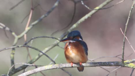 a common kingfisher  in the reed, germany