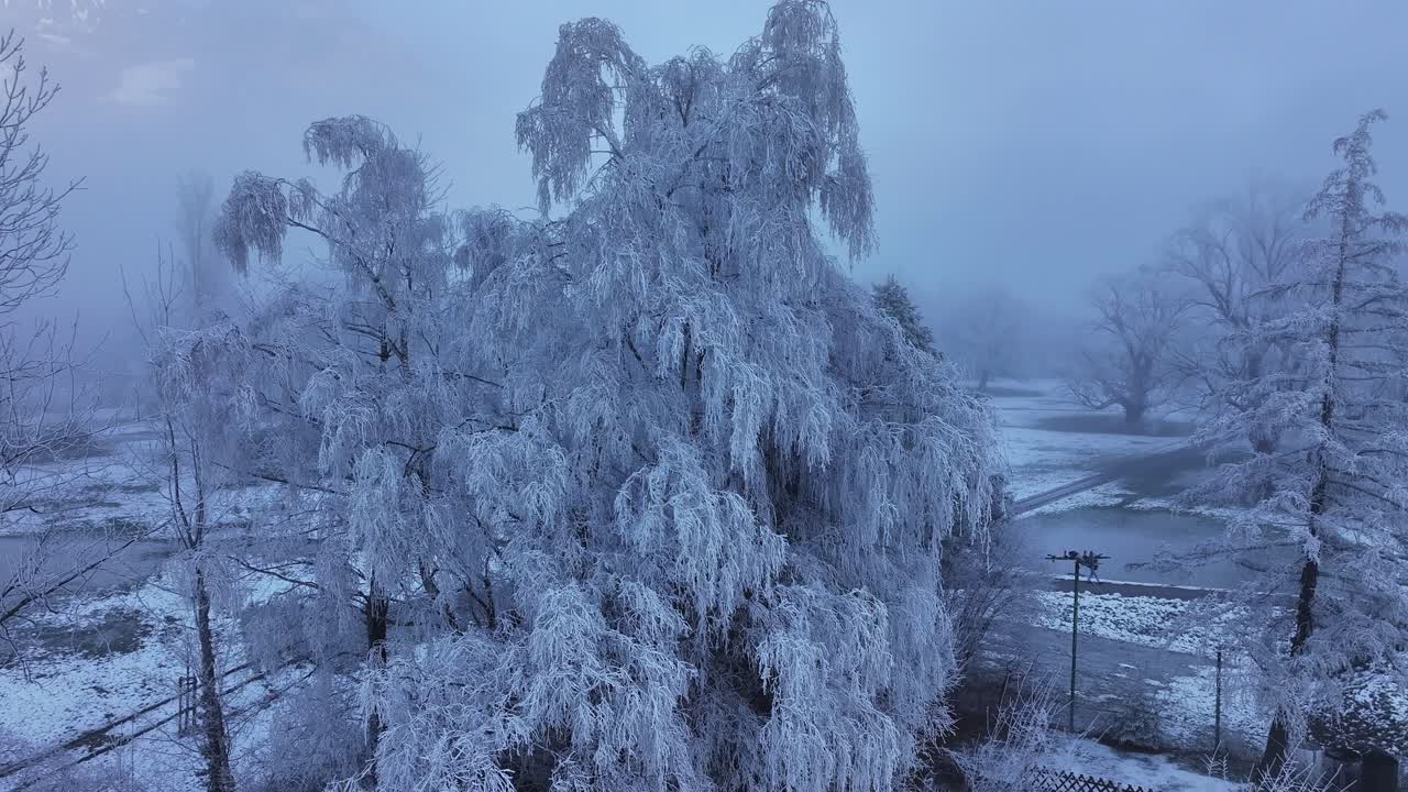 A winter wonderland near Walenstadt, Switzerland, where snow-covered trees create an enchanting, ethereal scene of tranquility and beauty.