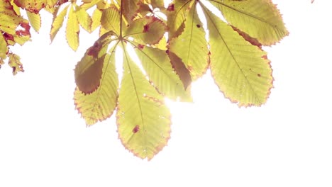 sun streaming through the leaves