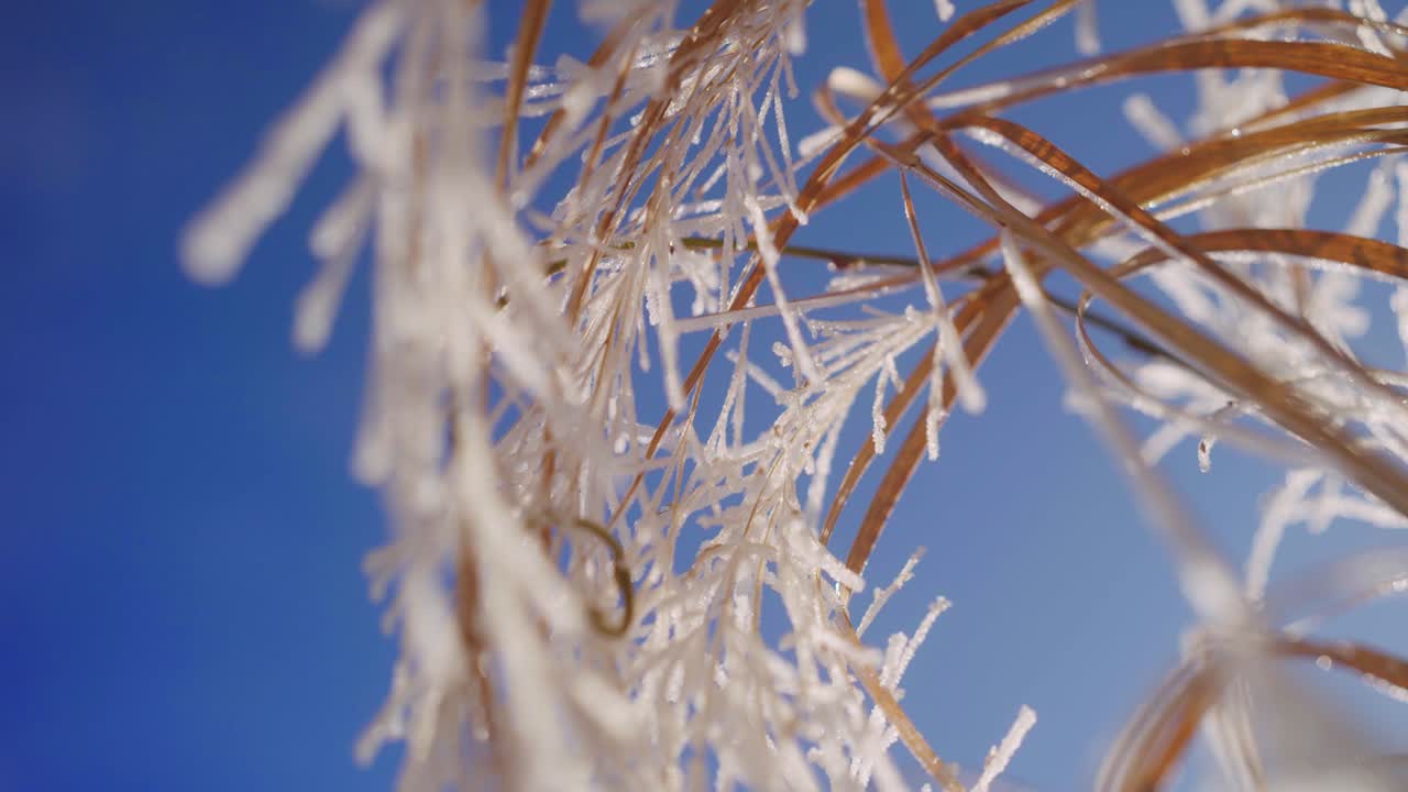 Close up of Frozen Grass