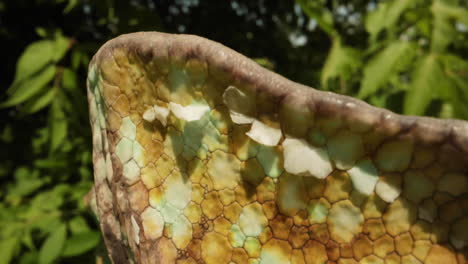un primerísimo plano de piel y escamas de lagarto camaleón