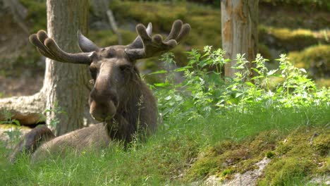 european moose with large antlers resting peacefully in the scandinavian wilderness -static shot