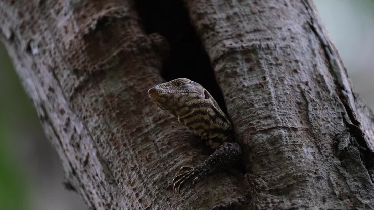 Nähtynä pesäkolonsa alta, paljastaen kauniita kuvioita ihossaan sen katsellessa ympärilleen, sumuvaraani (Varanus nebulosus) Thaimaasta