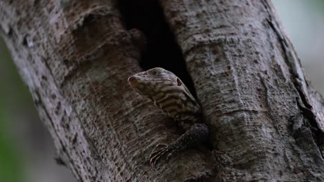 seen from under its burrow revealing lovely markings on its skin as it looks around, clouded monitor lizard varanus nebulosus thailand