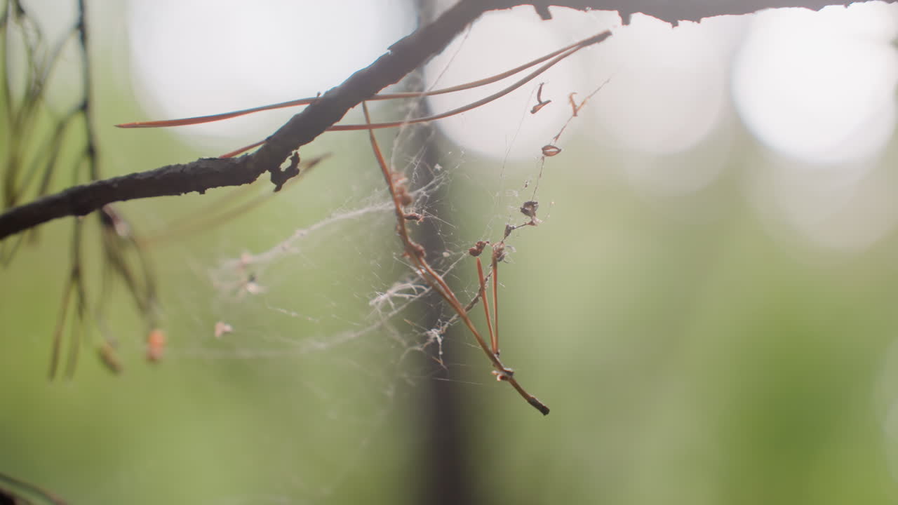 Blurred view of botany student using microscope to study fragile spider webs in forest, focusing on delicate cobweb threads entangled on branches under sunlight during ecological scientific