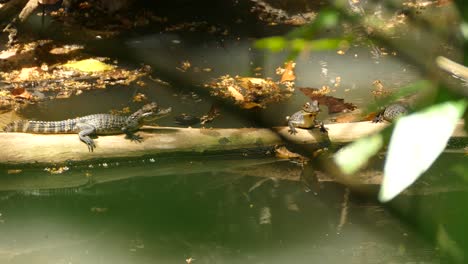 motionless alligator cubs on tree branch in river