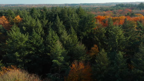 vuelo sobre el bosque caducifolio de coníferas de otoño en la reserva natural de soesterduinen en los países bajos - disparo de drones