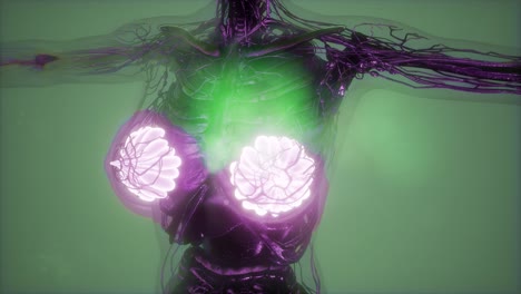 cuerpo humano con brillo visible glándula mamaria