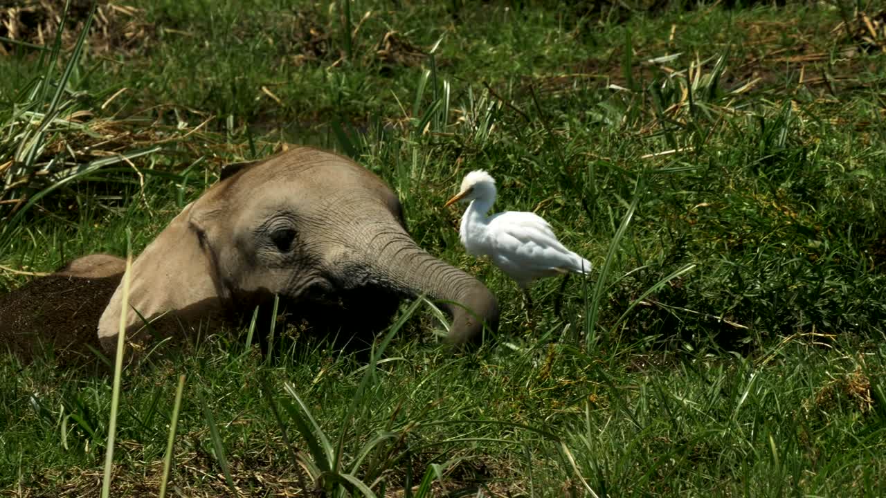 un bebé elefante se alimenta en un pantano en amboseli