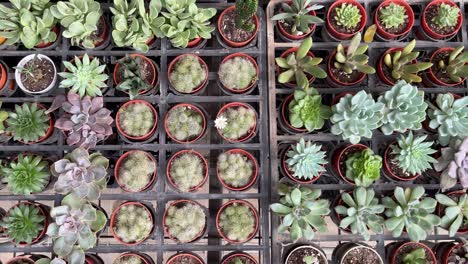 flatlay panning view of an array of beautiful pots of cactus