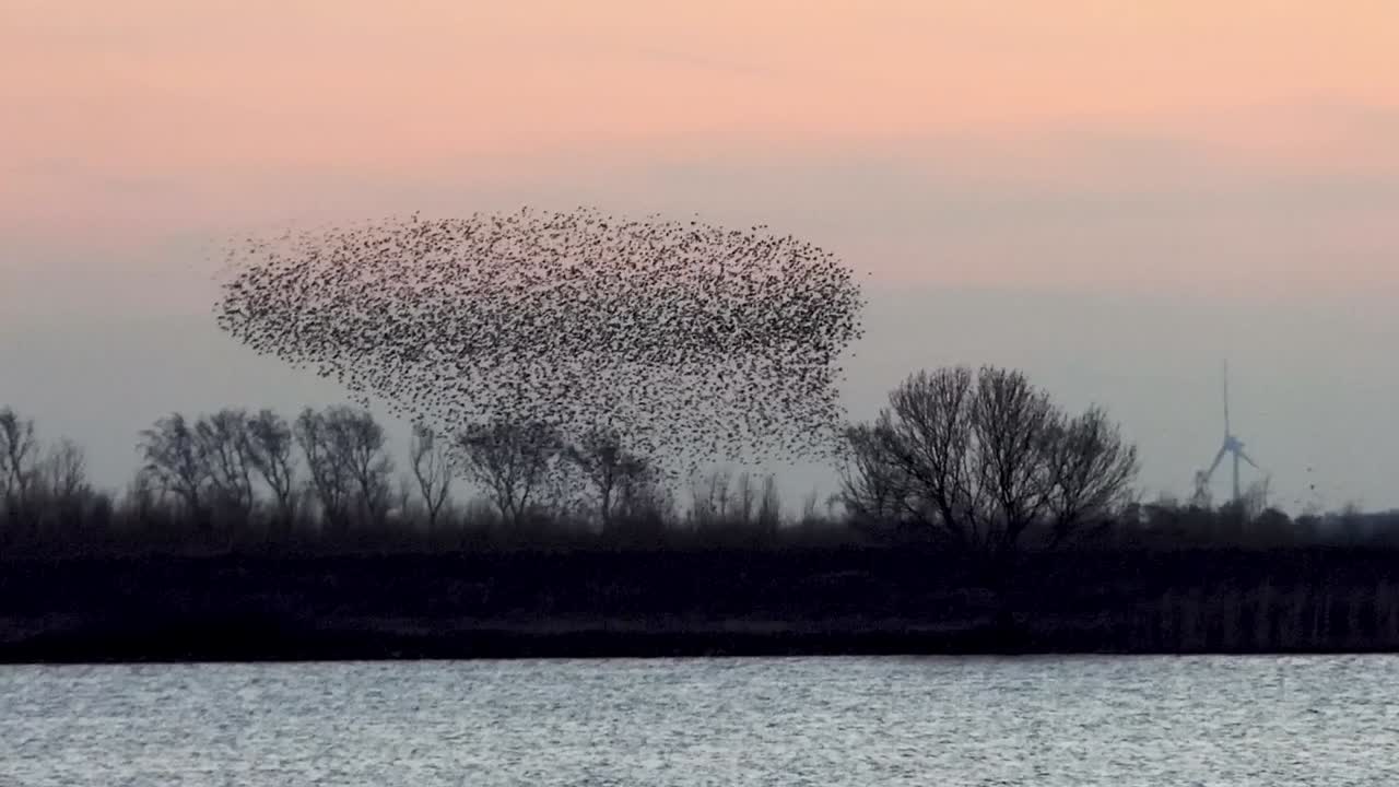 una bandada de estorninos ofrece un espectacular espectáculo aéreo al atardecer