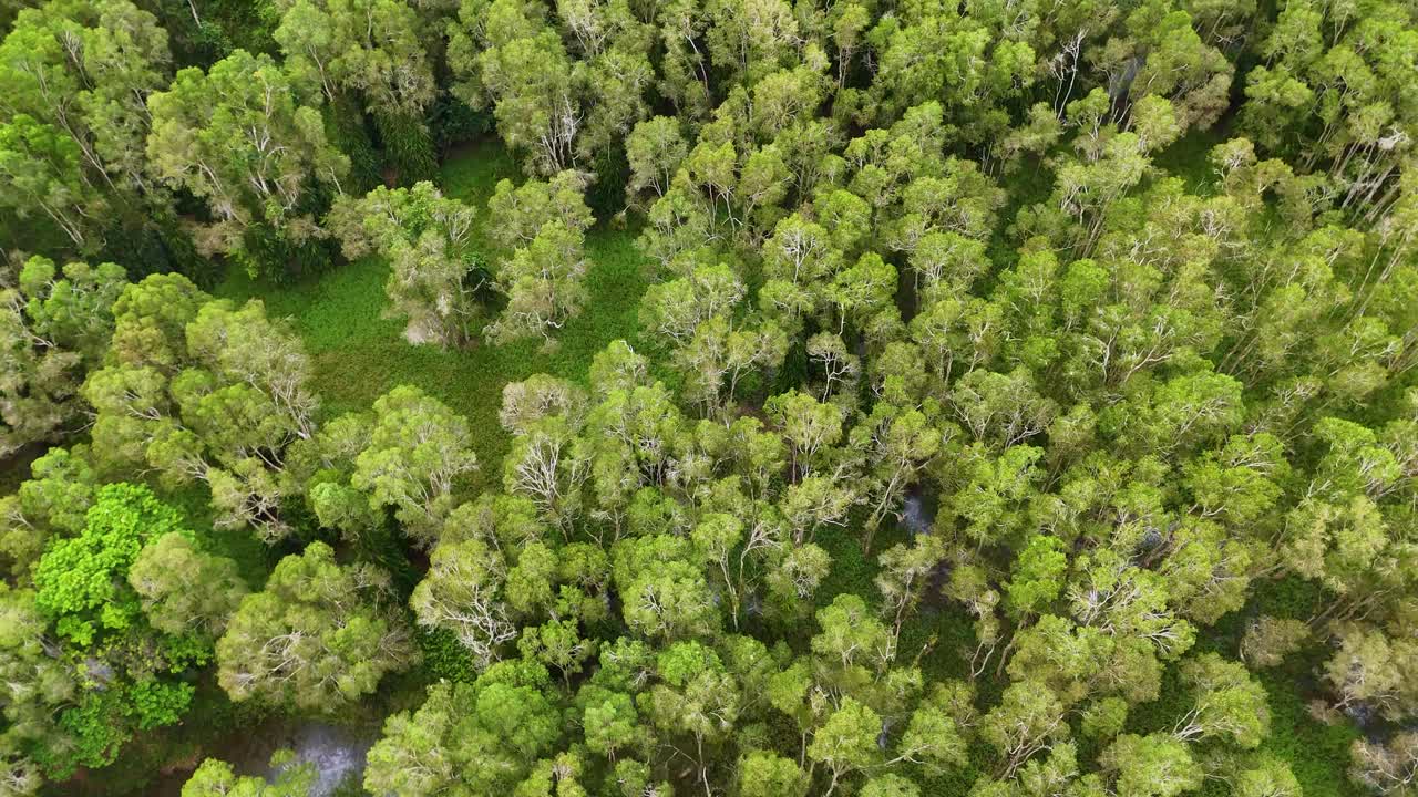 Drone footage captures dense green forest canopy in Port Douglas, Australia. Bright daylight enhances the vibrant foliage and serene atmosphere