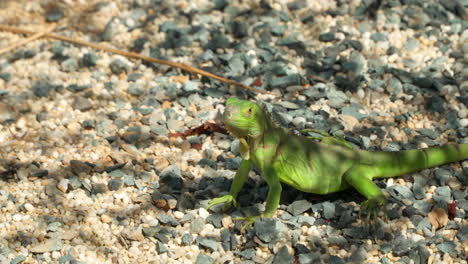 pequeña iguana verde o iguana americana común en se detuvo inmóvil en el suelo de guijarros y mirando a su alrededor