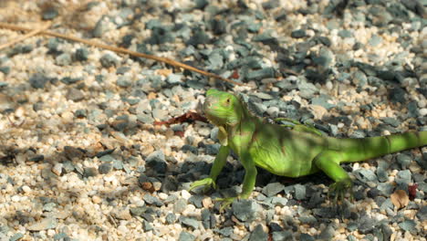 pequena iguana verde ou iguana americana comum parou imóvel no chão de seixos e olhando em volta