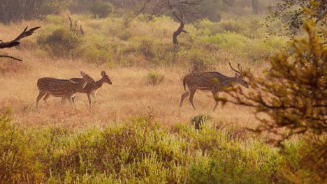 Chital-Oder-Gepard,-Auch-Bekannt-Als-Spotted-Deer,-Chital-Deer-Und-Axis-Deer,-Ist-Eine-Hirschart,-Die-Auf-Dem-Indischen-Subkontinent-Heimisch-Ist.-Ranthambore-Nationalpark-Sawai-Madhopur-Rajasthan-Indien