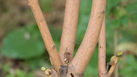 Front-View-Japanese-Tit-Bird-Takes-Wing-Perched-on-Bush-Stem-in-Slow-Motion