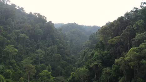 aerial shot pedestal up to view of rainforest in gunung leuser national park, the tropical rainforest heritage of sumatra, indonesia