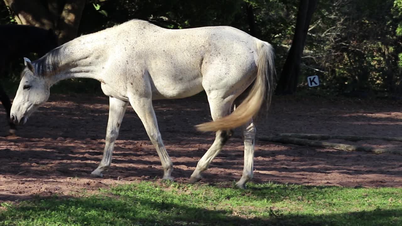 cavalos brancos e castanhos escuros caminhando na grama e depois pastando um pouco de grama