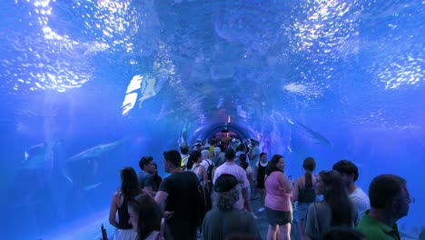 visitors explore the atlantic and pacific species tunnel gallery at oceanografic, valencia, where they can see marine fish, sharks, and turtles in europe’s largest aquarium.