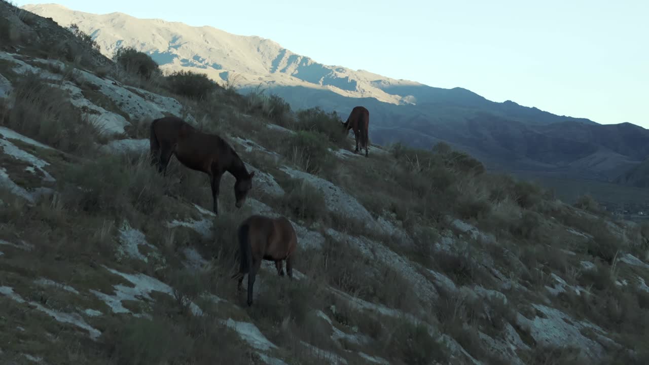 Horses grazing and walking on a rugged mountain hillside