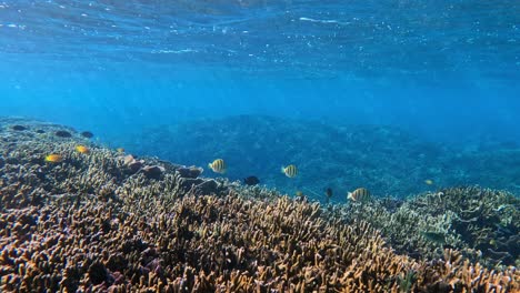 snorkeling over a beautiful coral reef with reef fish at a tropical island