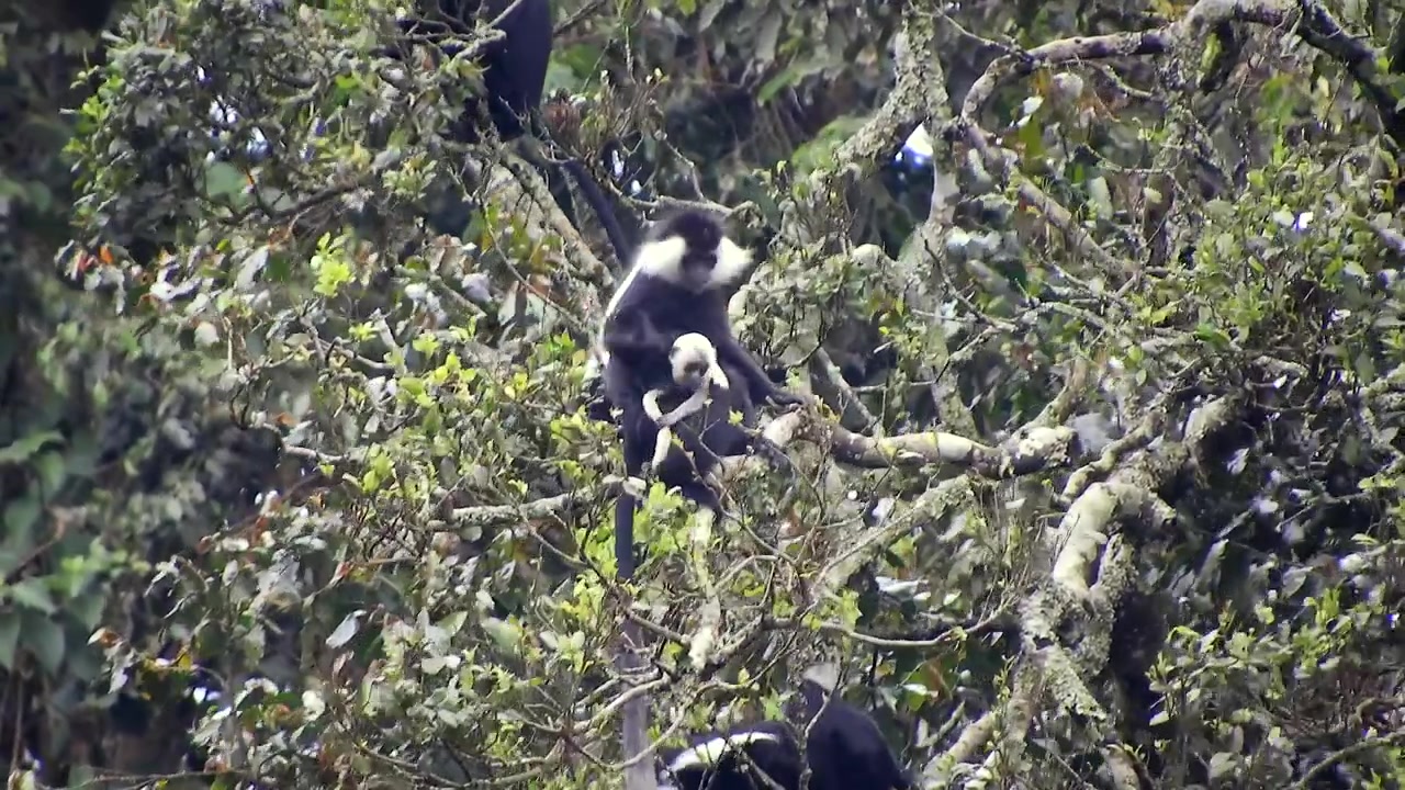 Colobi guereza dal mantello che riposano su un albero