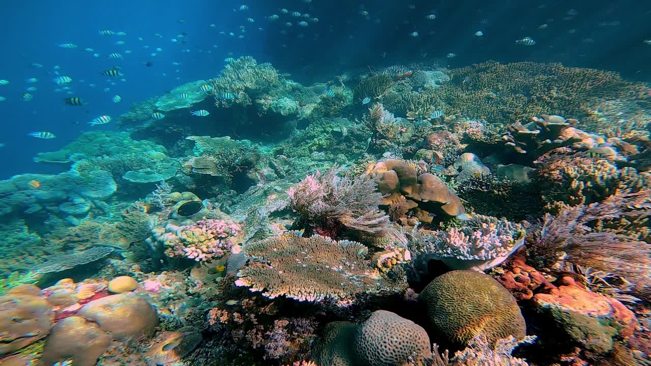 colorful coral reef with snorkellers in the background. Raja Ampat best place in the world for snorkelling