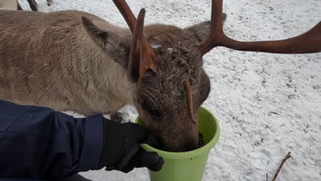 hand feeding reindeer in norway tromso during winter in the morning