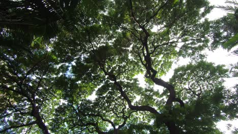 large tree looking up into sunlight in hotel courtyard