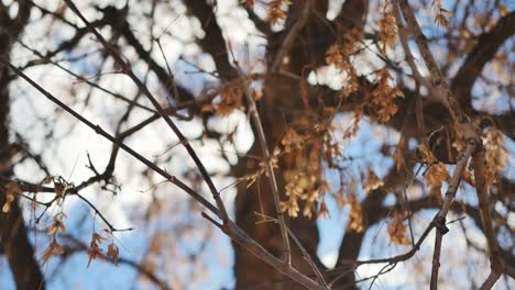 Hojas-Muertas-De-Otoño-En-Un-árbol-Que-Sopla-En-El-Viento-Con-Un-Destello-De-Lente-Rosa