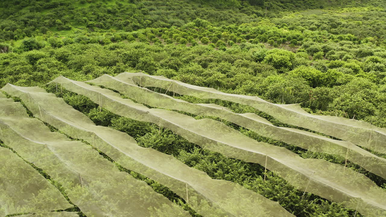 Orbit view of plum orchards at MoCha Farm in Mộc Châu, Vietnam, featuring protective netting structures to ensure sustainable crop growth and high-quality agricultural production