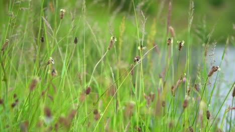 Hierba-Y-Juncos-Soplando-Lentamente-En-El-Viento