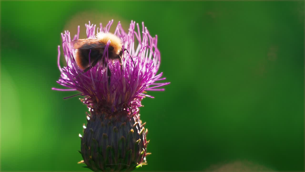 A bumblebee gathers nectar and pollen on the blooming thistle flower