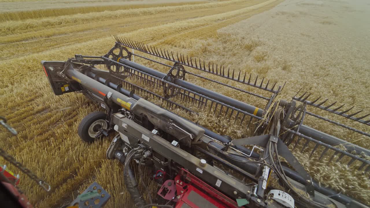 Harvester machine working in field . Combine harvester agriculture machine harvesting golden ripe wheat field. Agriculture. View from the driver's side.
