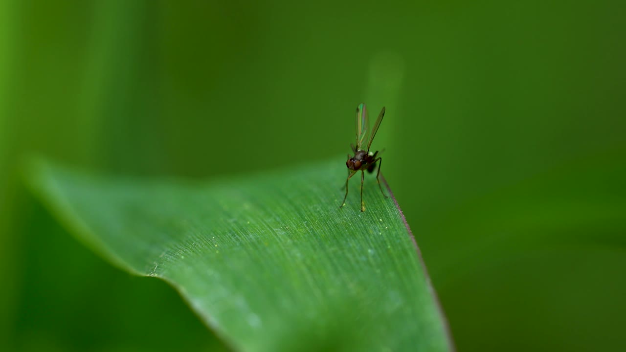 파리 종 알려지지 않은 종의 극한 매크로 비디오