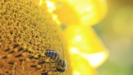 hermosa imagen de una abeja aislada recolectando néctar en un girasol