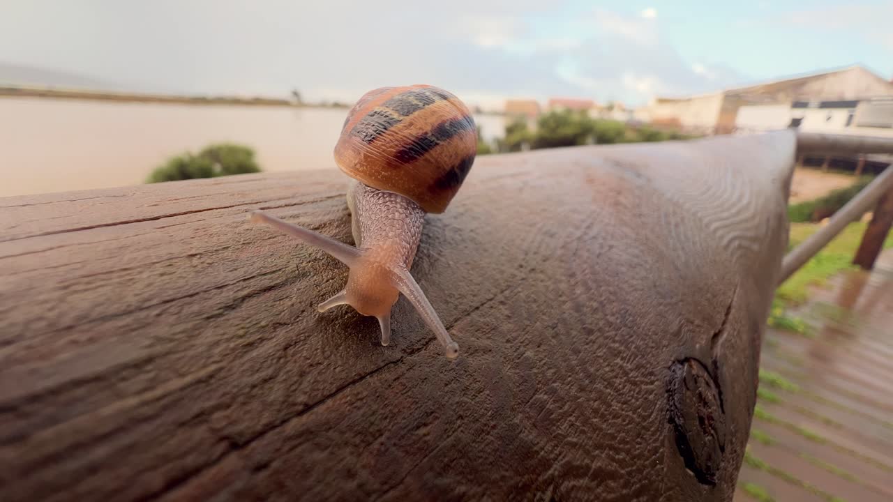 un primer plano de un caracol deslizándose lentamente a lo largo de la superficie de madera de una valla, capturado durante el día, simbolizando la tranquilidad y el ritmo del movimiento de la naturaleza