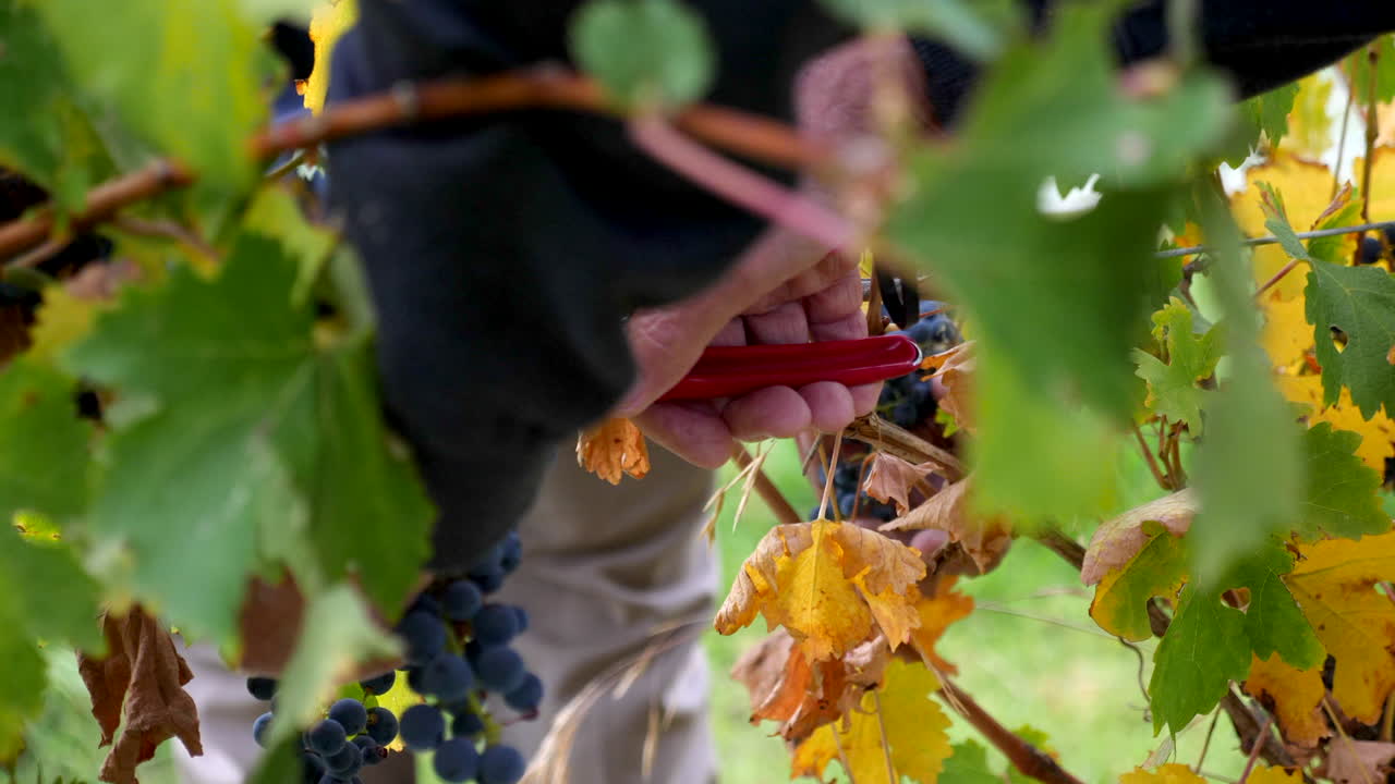 cerca del hombre recogiendo uvas listas para la cosecha en una bodega