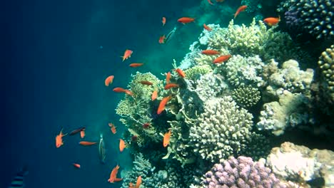 colourful tropical coral reefs