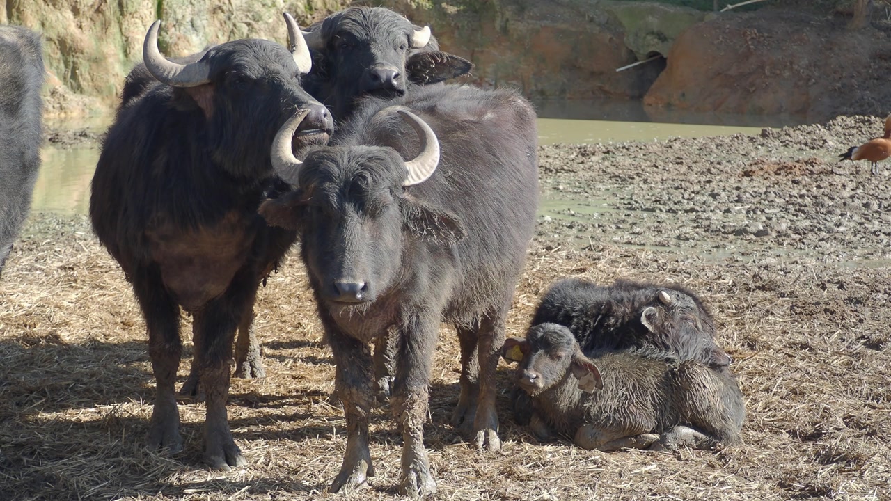 Herd of Water Buffalo with Calves Standing and Resting on a Farm