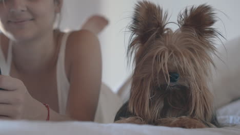 Small-Dog-Lying-In-Bed-With-His-Female-Owner