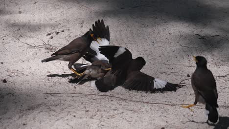 Myna-Vögel,-Die-Im-Sand-Um-Ihr-Futter-Kämpfen-1