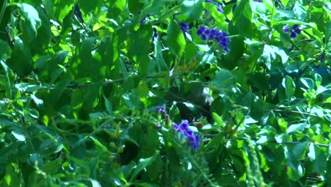 Mockingbird-parent-watches-over-one-week-baby-hidden-in-bush-with-purple-flowers-in-Spring-in-Florida