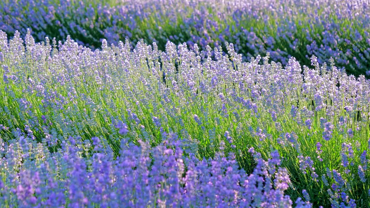 Punto di vista personale di una passeggiata in un campo di lavanda all'alba