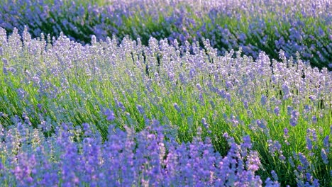 perspectiva personal de la vista de caminar en un campo con plantas de lavanda al amanecer.
