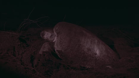 especie en peligro de extinción de tortuga marina olive ridley anidando en la oscura playa de costa rica de cerca