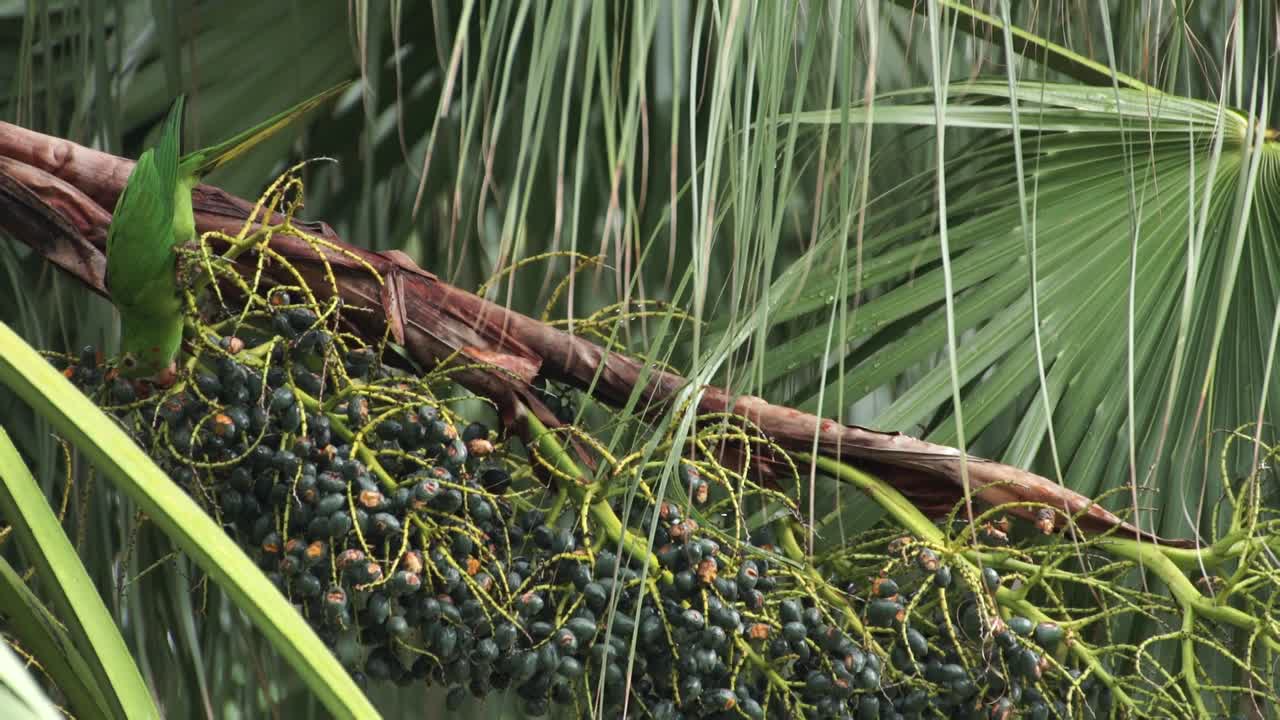 loro come un pequeño coco de un cocotero como árbol