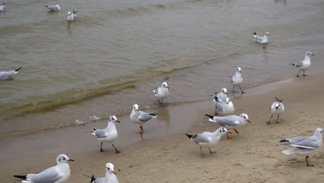 Gruppe-Von-Möwen-Am-Sandstrand-Der-Ostsee